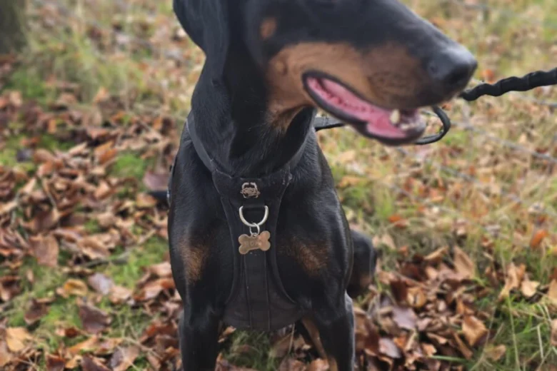Doberman