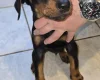 Doberman