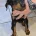 Doberman