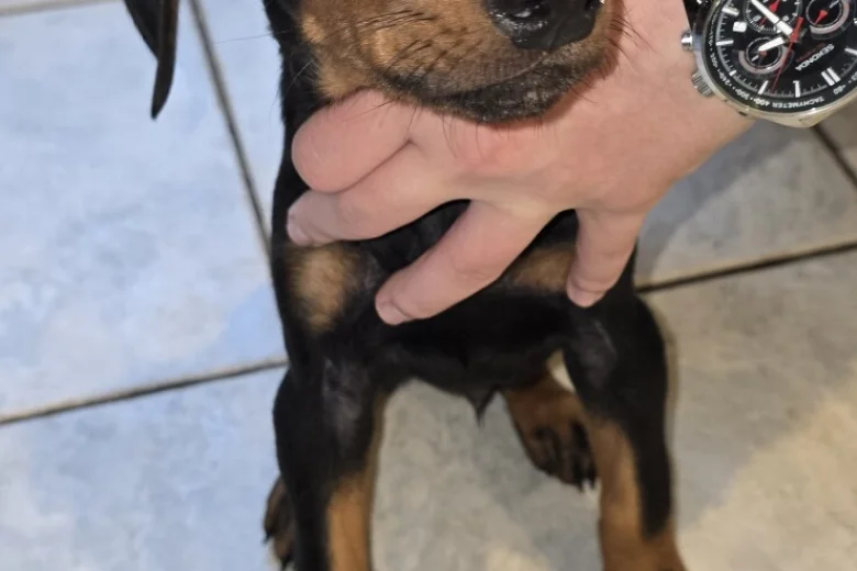 Doberman