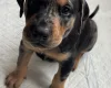 Doberman
