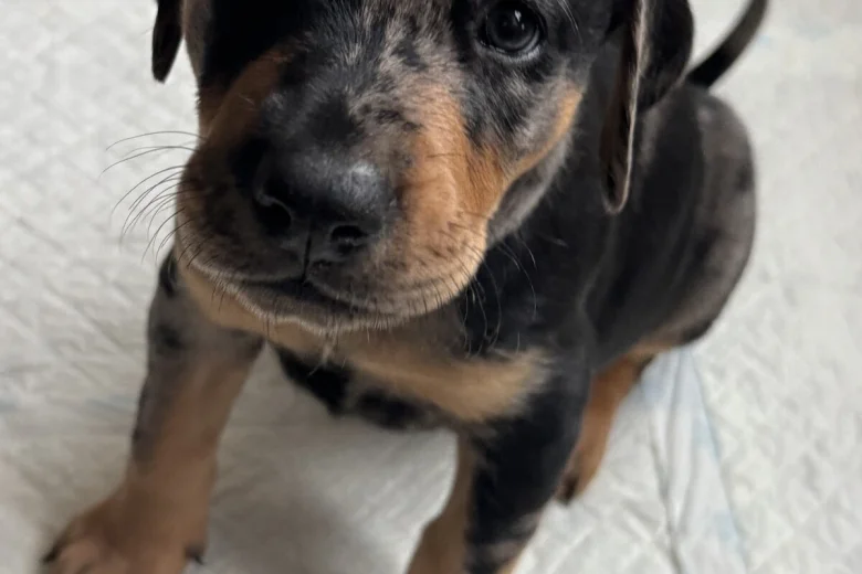 Doberman