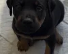 Doberman