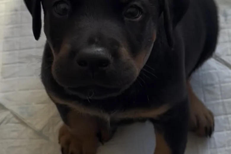 Doberman