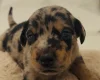Doberman