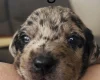 Doberman