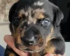 Doberman