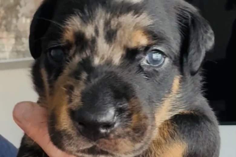 Doberman