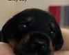Doberman