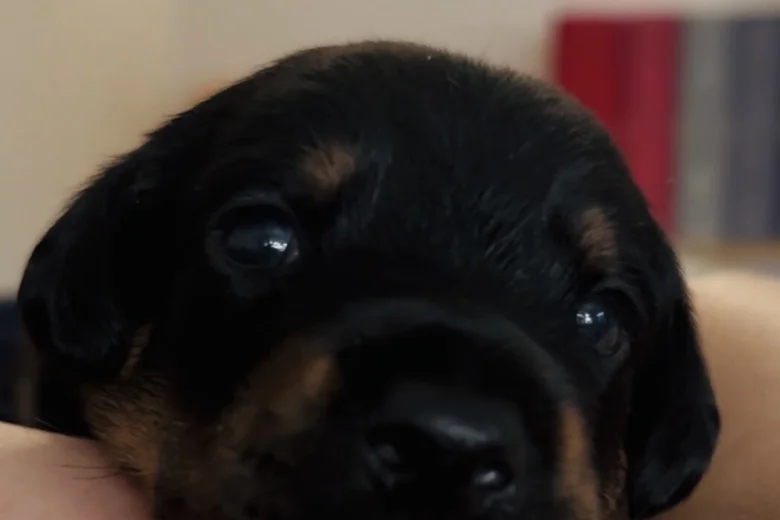 Doberman