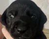 Doberman