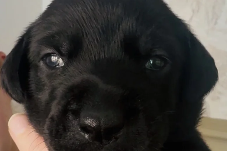 Doberman