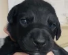 Doberman