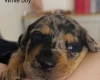Doberman