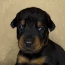 Doberman