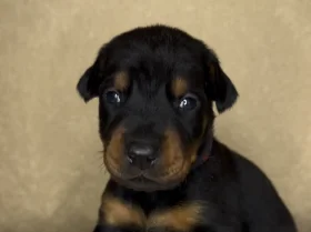 Doberman