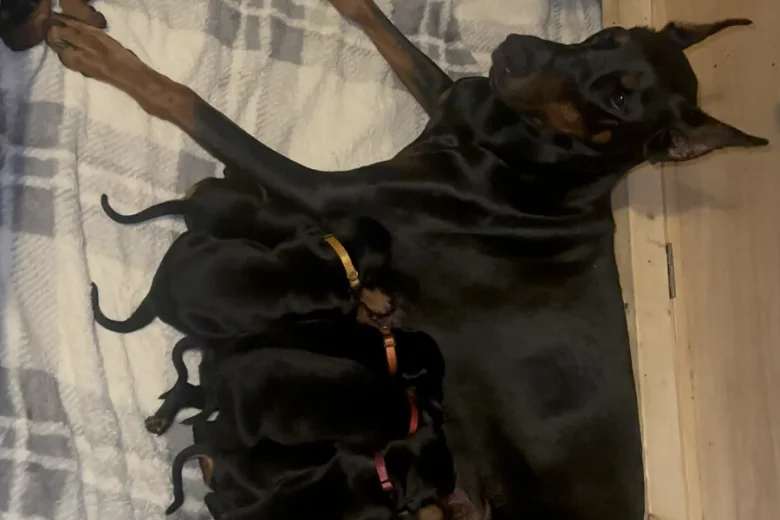 Doberman