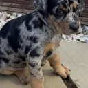 Doberman