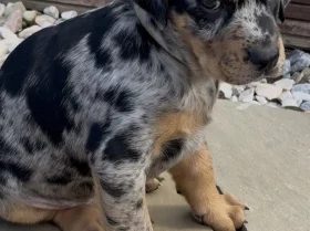 Doberman