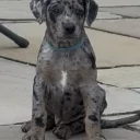 Doberman