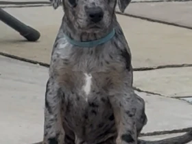 Doberman