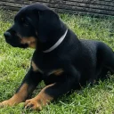 Doberman