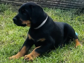 Doberman