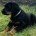 Doberman