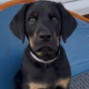 Doberman
