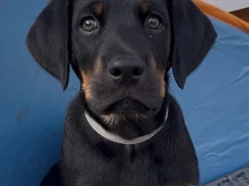 Doberman