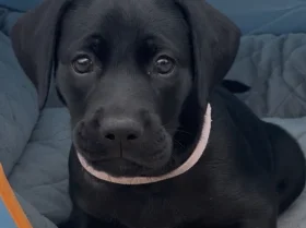 Doberman