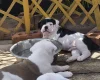 Dorset Olde Tyme Bulldogge