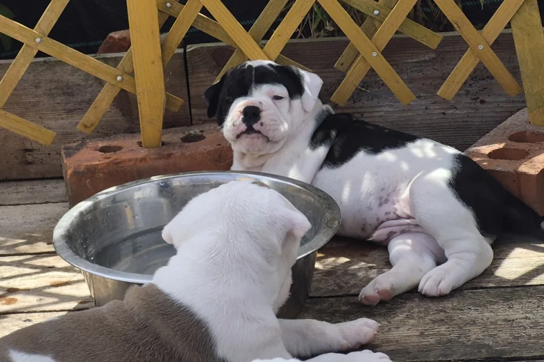 Dorset Olde Tyme Bulldogge