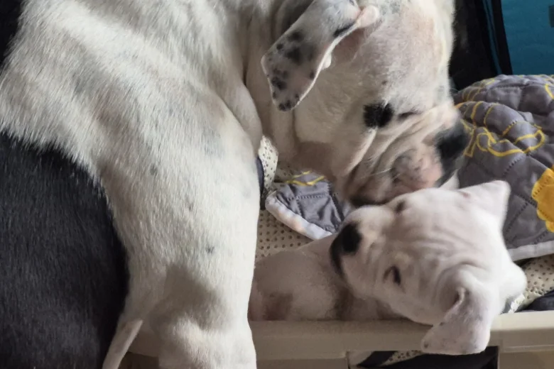 Dorset Olde Tyme Bulldogge