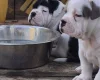 Dorset Olde Tyme Bulldogge