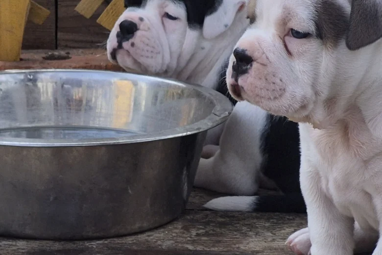 Dorset Olde Tyme Bulldogge