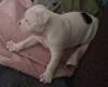 Dorset Olde Tyme Bulldogge