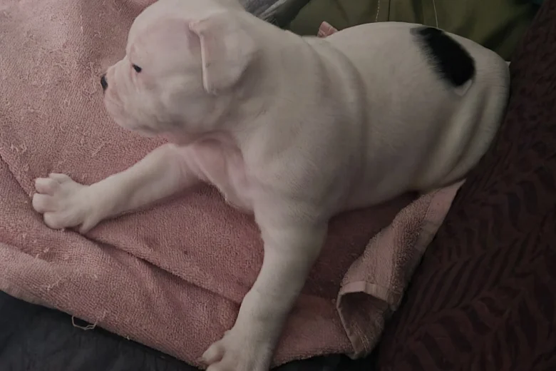Dorset Olde Tyme Bulldogge