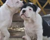Dorset Olde Tyme Bulldogge