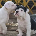 Dorset Olde Tyme Bulldogge
