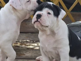 Dorset Olde Tyme Bulldogge