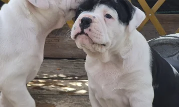Dorset Olde Tyme Bulldogge