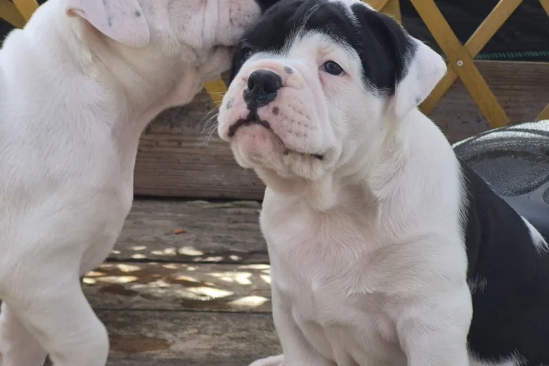 Dorset Olde Tyme Bulldogge
