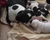 Dorset Olde Tyme Bulldogge