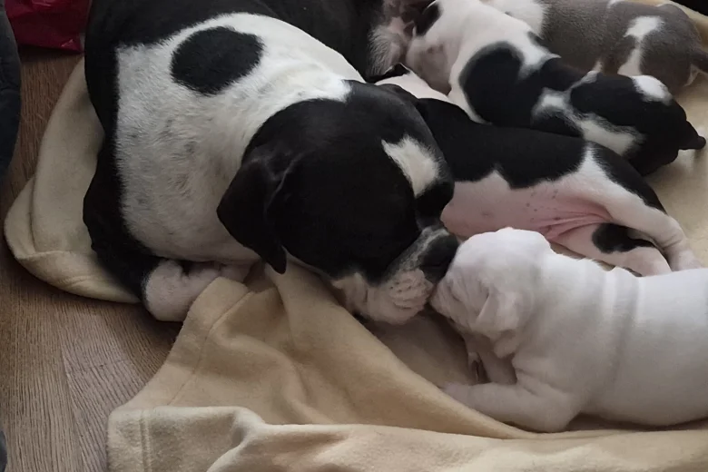 Dorset Olde Tyme Bulldogge
