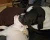 Dorset Olde Tyme Bulldogge