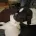 Dorset Olde Tyme Bulldogge