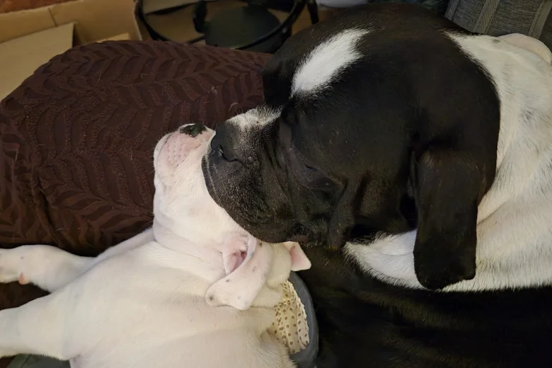 Dorset Olde Tyme Bulldogge