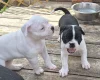 Dorset Olde Tyme Bulldogge