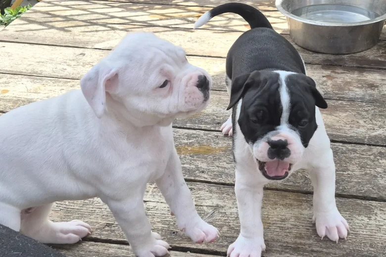 Dorset Olde Tyme Bulldogge